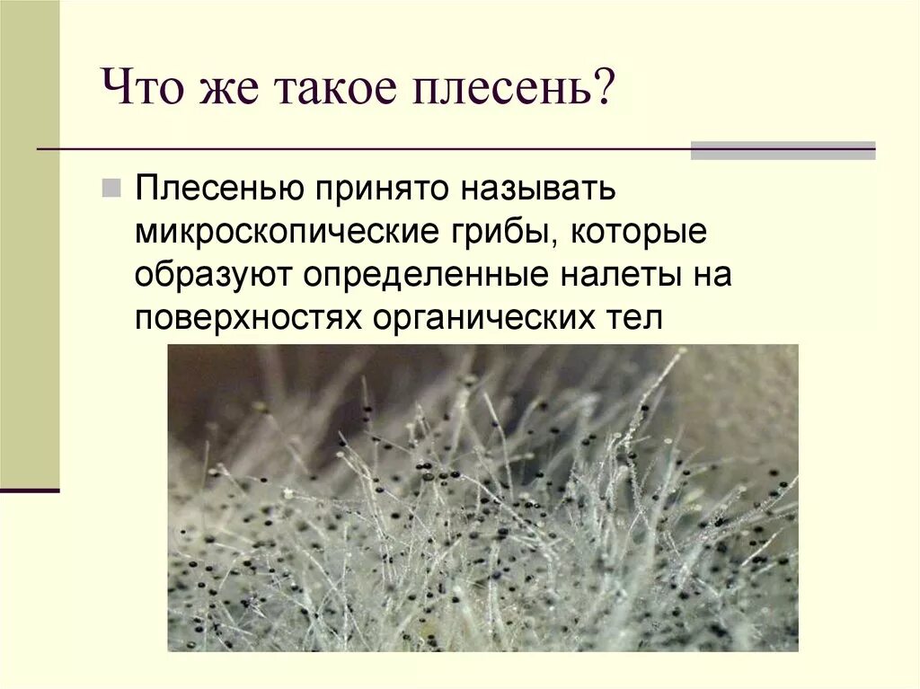 Плесневый гриб. Плесень презентация. Плесень это грибы. Микроскопические грибы. Известно что для развития плесени необходимы определенные