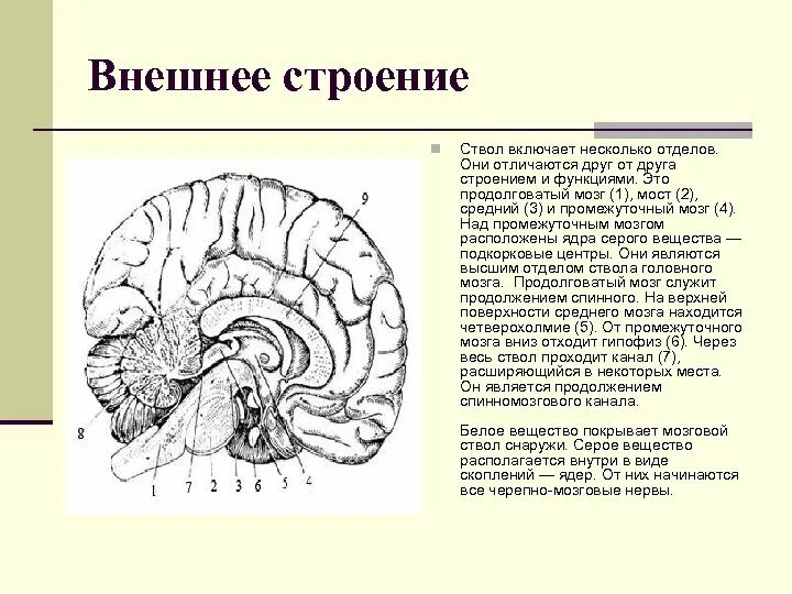 Промежуточный мозг схема. Промежуточный мозг внешнее строение. Промежуточный мозг структуры белого вещества. Промежуточный мозг серое и белое вещество. Серый мозг латынь