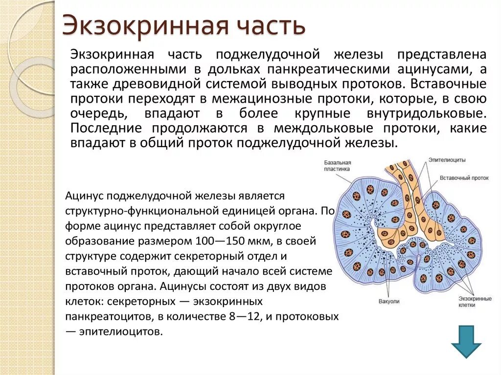 Ацинус экзокринной части поджелудочной железы. Строение дольки поджелудочной железы. Строение ацинуса поджелудочной железы. Строение эндокринного аппарата поджелудочной железы. Экзокринные железы выводные протоки