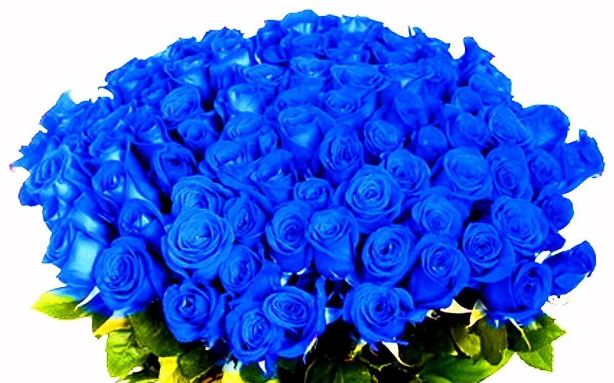 Синий день. Синяя роза. Голубые розы букет. Синие розы фото. Букет синих роз.