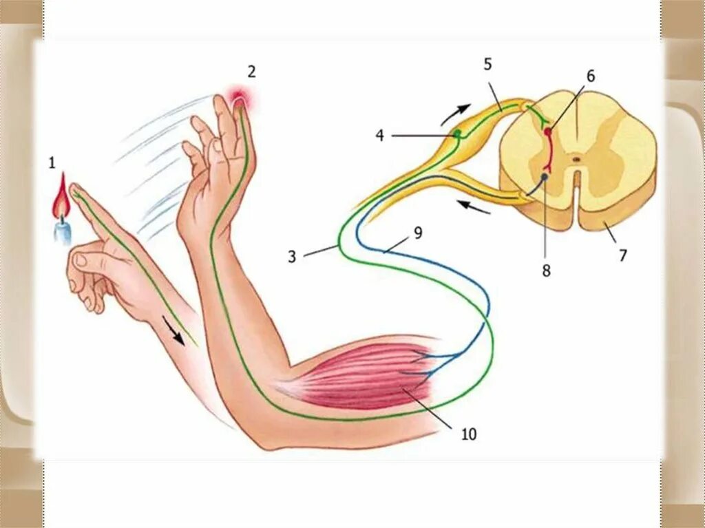 Схема рефлекторной дуги отдергивания руки. Схема рефлекторной дуги отдергивания руки от горячего предмета. Рефлекторная дуга отдергивание руки от горячего. Схема рефлекторной дуги отдёргивания руки от горячей поверхности. Рефлекторные группы