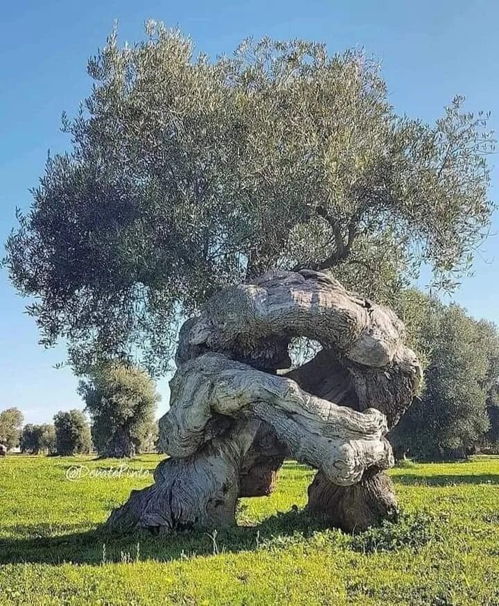 Оливковое дерево. Апулия природа. Маслина дерево. Оливки природа деревья.