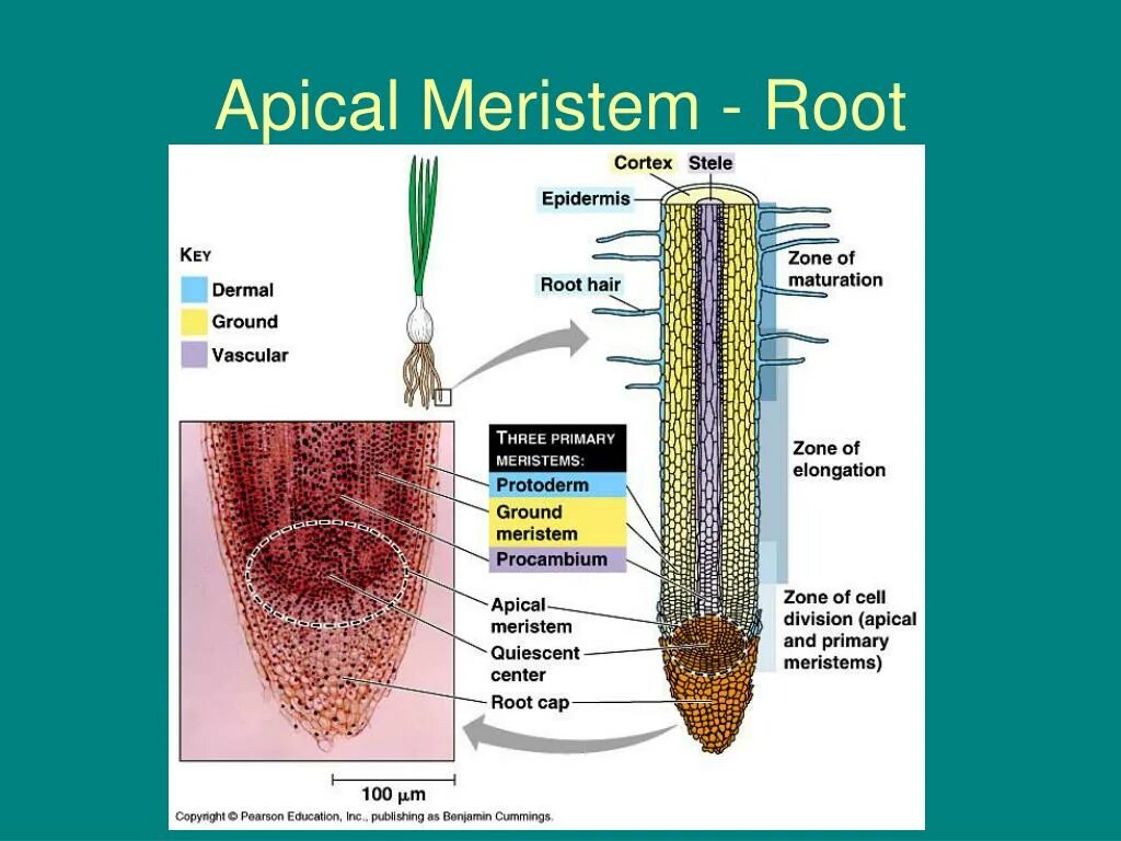 Internal root. Root structure. the structure of the root zones. root apical meristem. root zones.