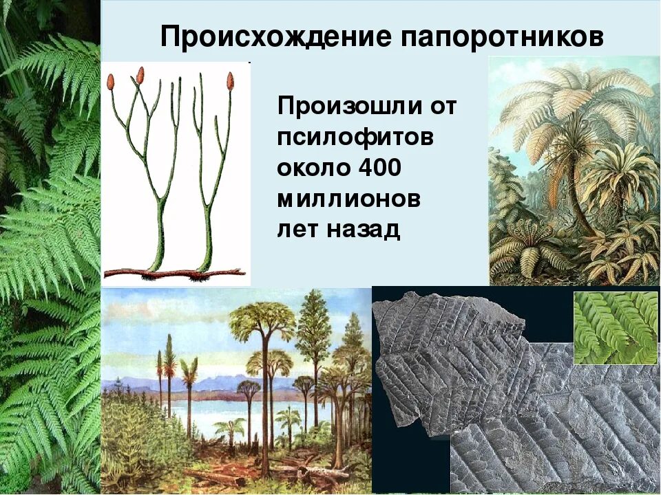 Приведите по три примера растений папоротники покрытосеменные. Папоротникообразные хвощи. Древние Папоротникообразные растения. Происхождение папоротников. Древовидные папоротники.