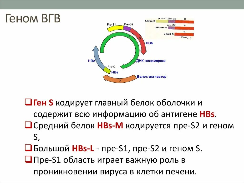 Вгв 1. Схема строения генома вируса гепатита в. Структура генома вируса гепатита. Геном вируса гепатита с. Геном ВГВ.