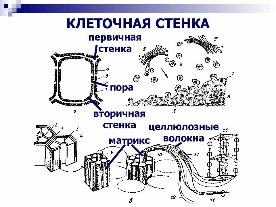 Формирование вторичной клетки. Первичная и вторичная клеточная стенка растений. вторичная клеточная стенка растений. первичная и вторичная стенка растительной клетки. клеточная стенка растительной клетки рисунок.