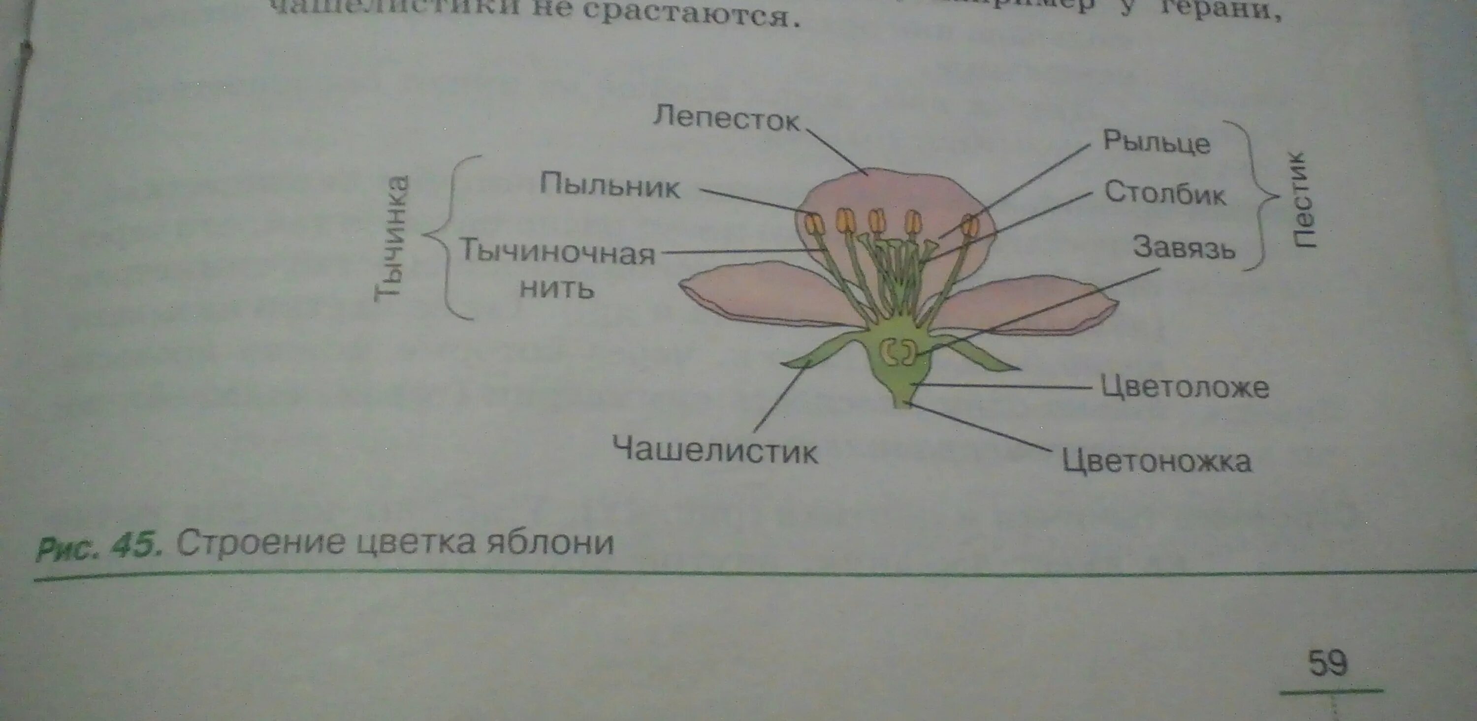 Цветоложе цветоножка чашечка венчик. Строение пестика цветковых растений. Строение околоцветника семейства розоцветных. Части цветка биология 6 класс. Какой чашелистик.