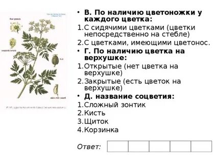 По словам маши почти каждое растение содержит
