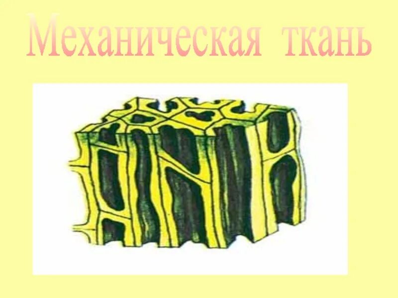 Часть механической ткани у растений. Волокна механической ткани у растений. Механическая ткань. Клетки механической ткани растений. Механическая ткань внешний вид.