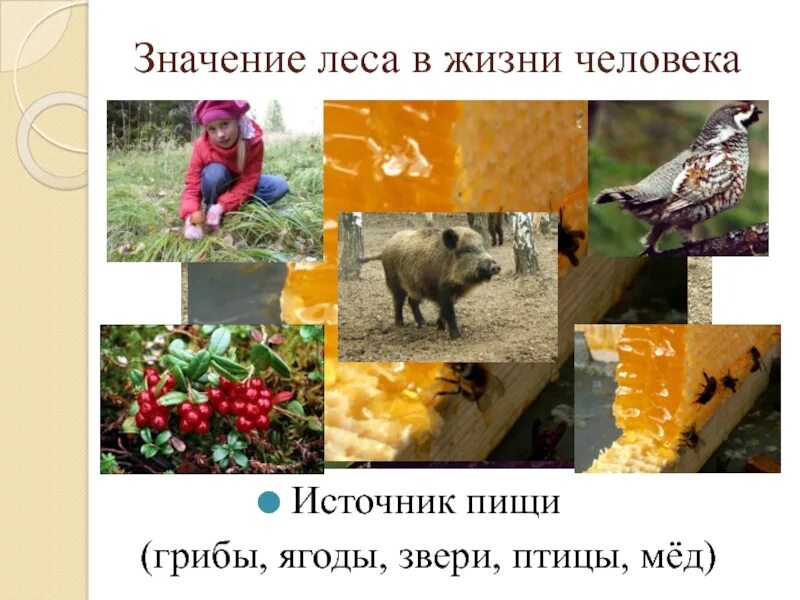 Значение сообщества животных для человека. Значение леса. роль леса в жизни человека. значение леса в жизни человека. лес источник пищи.