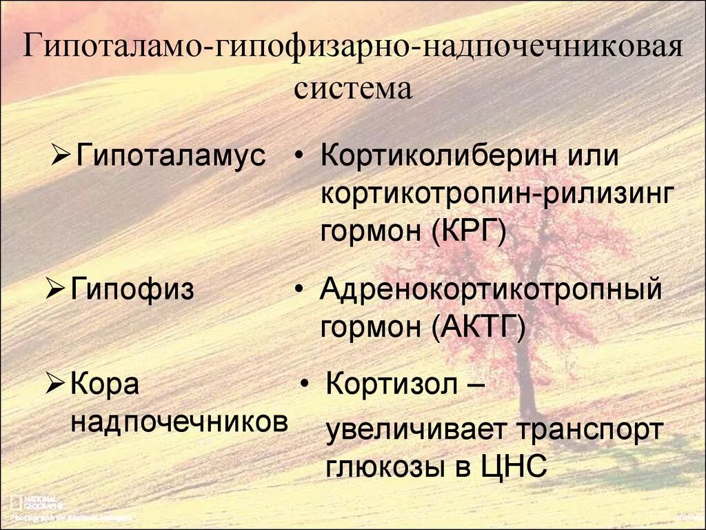 Гормоны надпочечников гормон гипофиза. Гиппоталамогипофизарнонадпочечниковая система. Гипоталамо-гипофизарная надпочесниковая система. Гипоталамо-гипофизарно-надпочечниковой системы. Роль гипоталамо гипофизарно надпочечниковой системы.