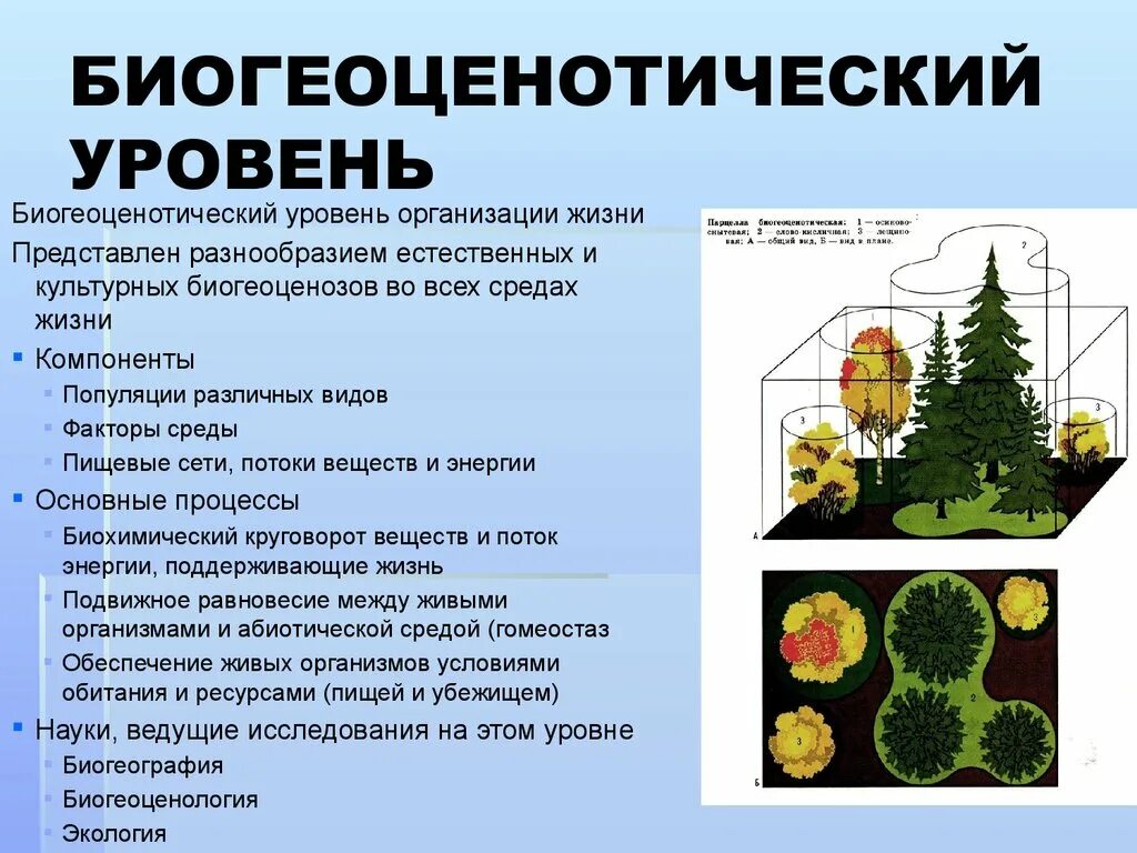 Биосферно биогеоценотический уровень организации