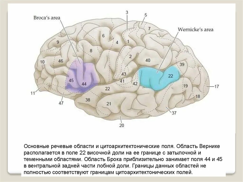 Центр речи в мозге человека. Речевые центры. Зона Брока. Зона Вернике. Мозг зоны Брока и Вернике. Речевые зоны коры головного мозга Брока. Центры Брока и Вернике в головном мозге.