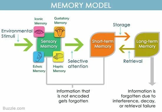 Short memory. Long short term Memory модели. Модель memoria. Short Memory long Memory. Models of Memory.