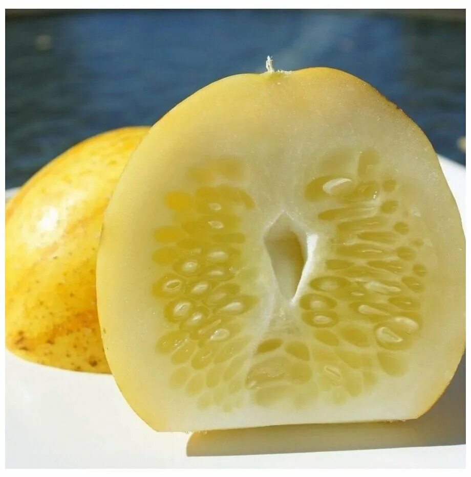 Огурец-лимон хрустальное яблоко. Семена огурец лимон хрустальное яблоко. Огурец сорт с лимоном. Огурец хрустальное яблоко семена. Огурец лимон купить семена