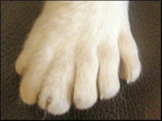 Сколько у котиков пальцев. Полидактилия у Мейн кунов. Шесть пальцев у кота. Полидактилия у животных.