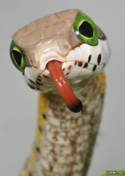 забавная змея