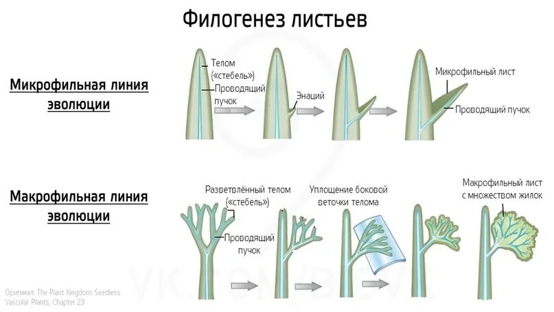 Листья гипотеза