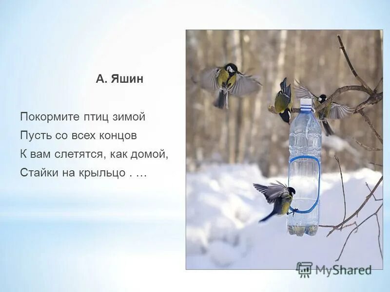 Стихотворения птицы зимой. Яшин Покормите птиц. Покормите птиц зимой. Яшин Покормите птиц зимой. Стихи про птиц зимой.