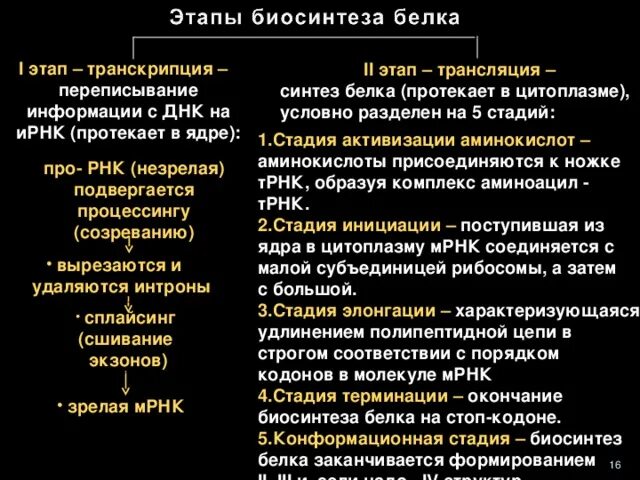 Последовательность транскрипции трансляции. Этапы синтеза белка транскрипция и трансляция таблица. Этапы биосинтеза белка транскрипция и трансляция. Биосинтез белка трансляция и транскрипция кратко таблица. Этапы трансляции биосинтеза белка.