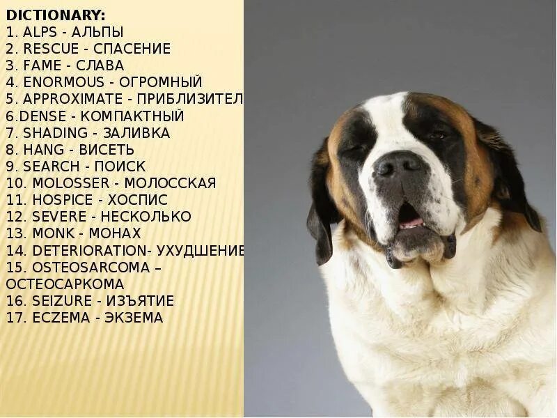 Как называется порода бетховена. Бетховен собака порода. бетховен пес порода. бетховен собака имя. порода собак похожая на бетховена.