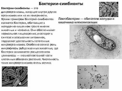 Какие организмы симбионты