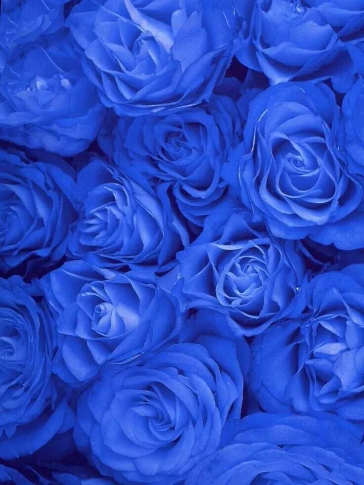 Выполнен в голубом цвете голубой. Синие цветы. Голубой цвет.