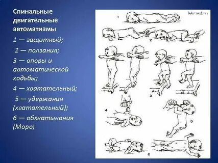Двигательные рефлексы
