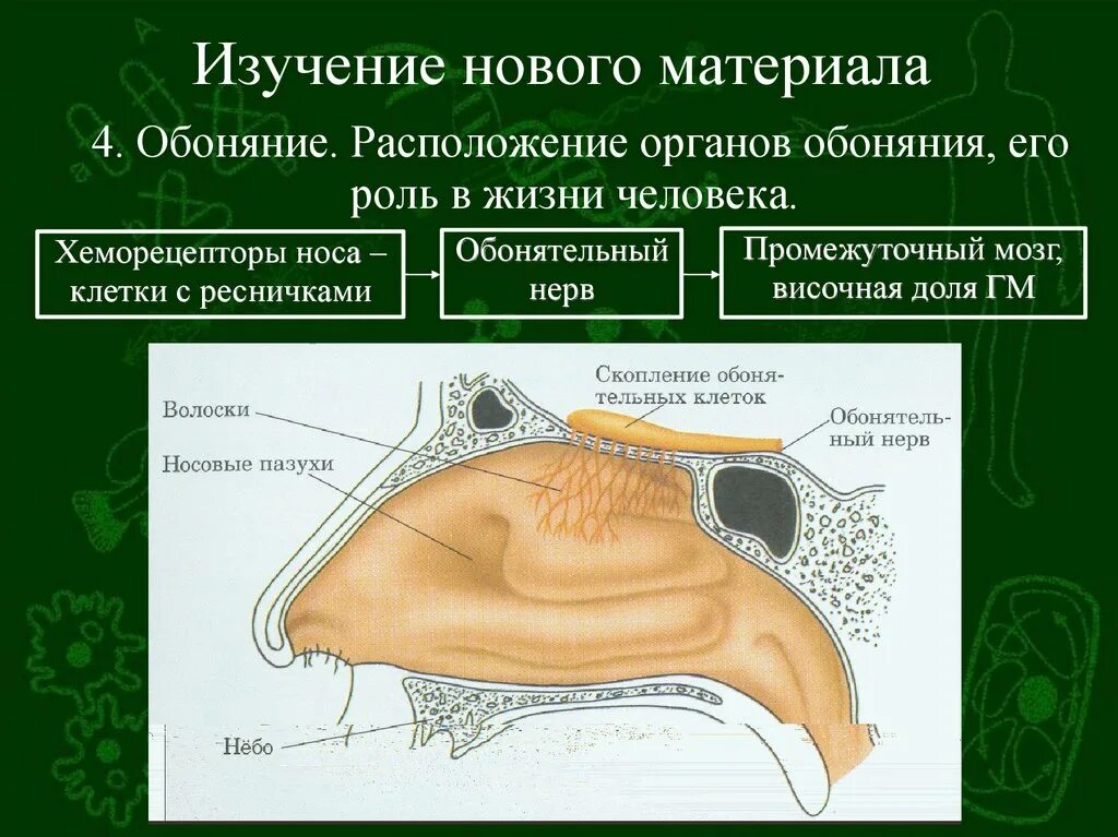 Обонятельный анализатор 8 класс биология. Обрнятельныйанализатор органы. Анализаторы биология обонятельный. Обонятельный анализатор строение ЕГЭ. Обонятельная чувствительность