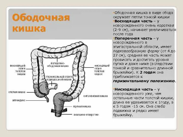 Какой длины толстая кишка. Голотопия ободочной кишки. Диаметр Толстого кишечника у детей. Ободочная кишка анатомия отделы. Поперечная ободочная кишка анатомия.