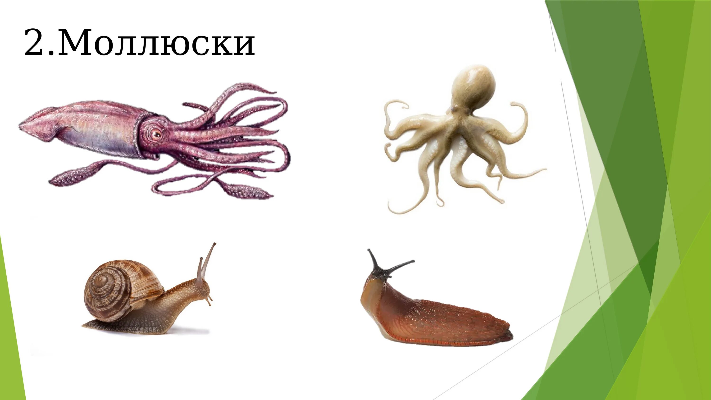 Наука о моллюсках. Древние черви моллюски на белом фоне. как называется наука о животных и растениях. как называется жнасек офннека.