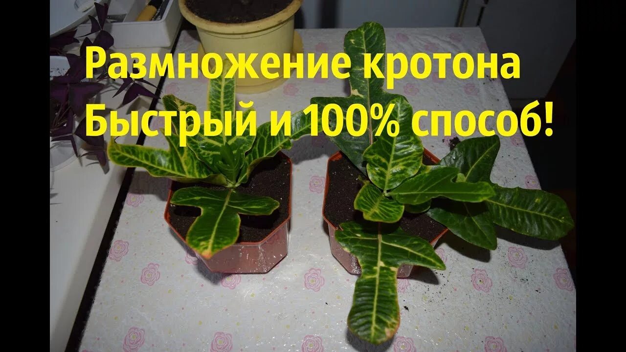 Черенки кротона Кодиеум. Кодиеум Кратон размножение. Черенкуем Кротон Кодиеум. Кодиеум листьями размножается.