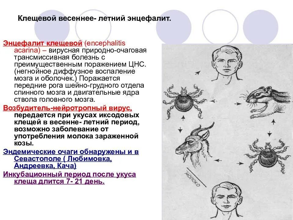 Симптомы энцефалита у человека. Клещевой энцефалит источник инфекции. клещевой вирусный энцефалит клиника. первичные симптомы клещевого энцефалита. основные клинические симптомы клещевого энцефалита.