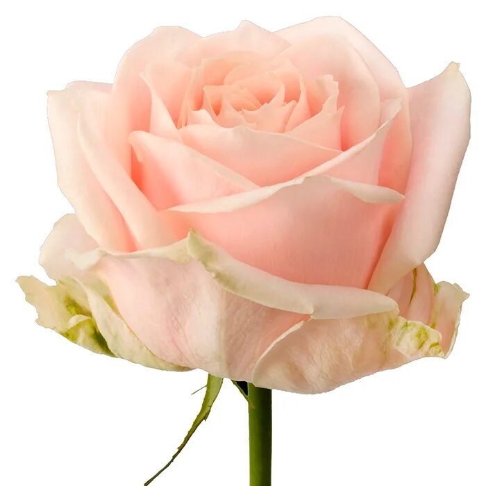 512066 be in rose 10x20. Rose is rose. Несколько красных роз на одной веточке. Any rose sussy. Any rose am.