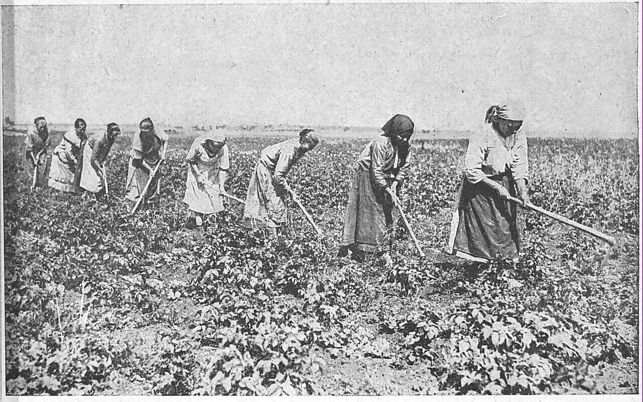 Колхоз хх. Колхоз ссср 1930. сельское хозяйство ссср в послевоенные годы. сельское хозяйство в 20-30 годы в ссср. краснодарский край 20 век земледелие.