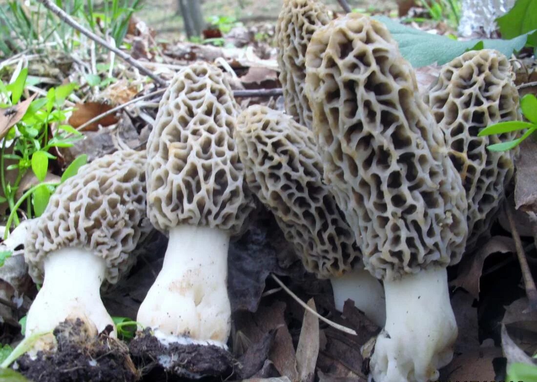 Ложные сморчки фото. Сморчок толстоногий (Morchella crassipes). Ложные сморчки грибы. Сморчок Степной ложный. Сморчок гриб с белой шляпкой.