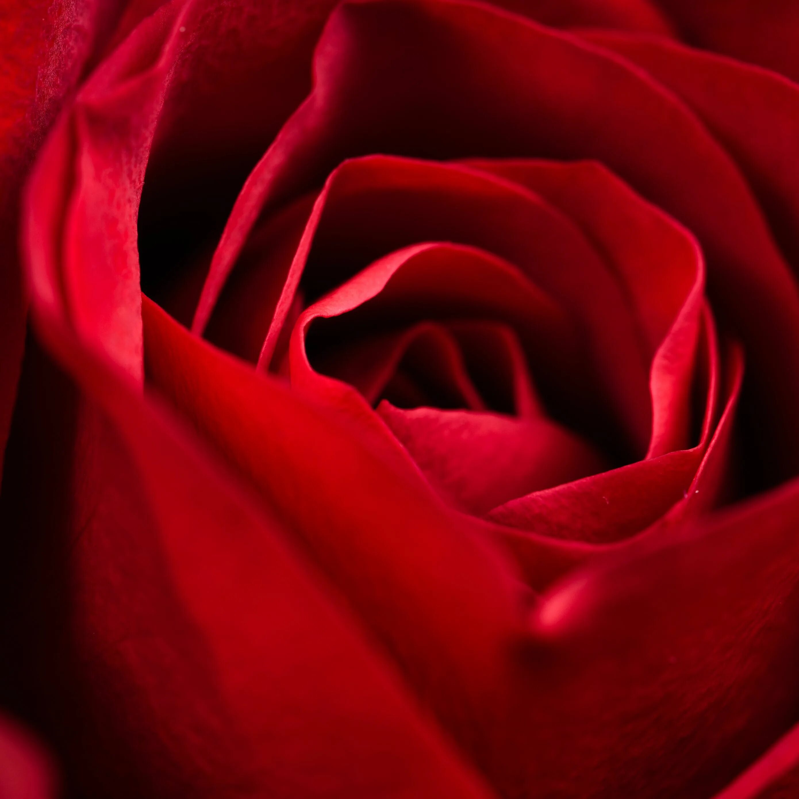 Красные розы. Красивый красный. Крупные красные розы. Red close
