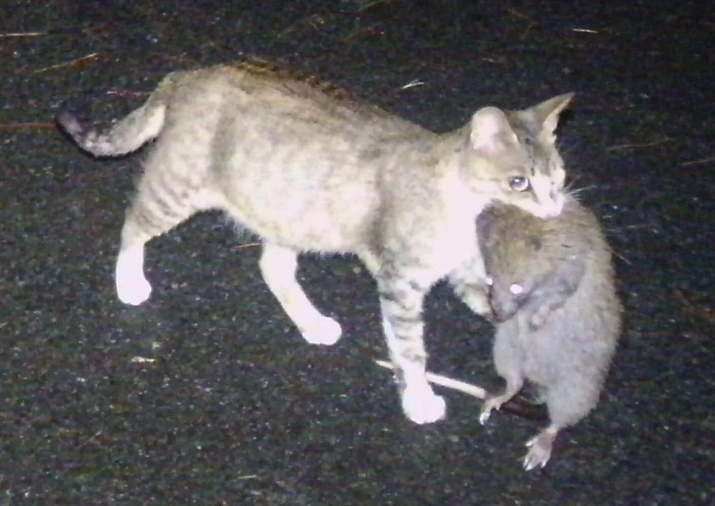 Крысы больше кота. Кот с крысой в зубах. Крысы больше кота. Гигантская крыса воровала конфеты. Гигантская крыса мутант в московском метро.