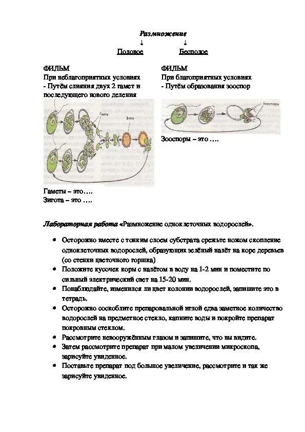 Контрольная водоросли