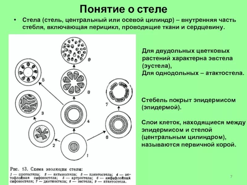 Проводящие пучки однодольных. Строение стебля однодольных и двудольных растений таблица. строение проводящих тканей у однодольных и двудольных. стелярная теория ботаника. проводящая система стеблей однодольных и двудольных растений.