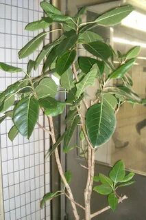 Бывают фикусы