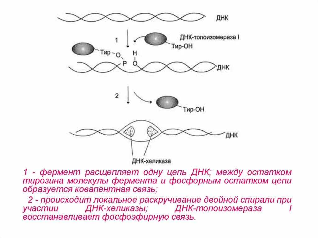 Ферменты расщепляющие днк. Фермент топоизомераза ДНК репликация. Функции ДНК топоизомеразы. Расщепляет молекулу ДНК ферменты. Участие ДНК-топоизомеразы в образовании репликативной вилки.