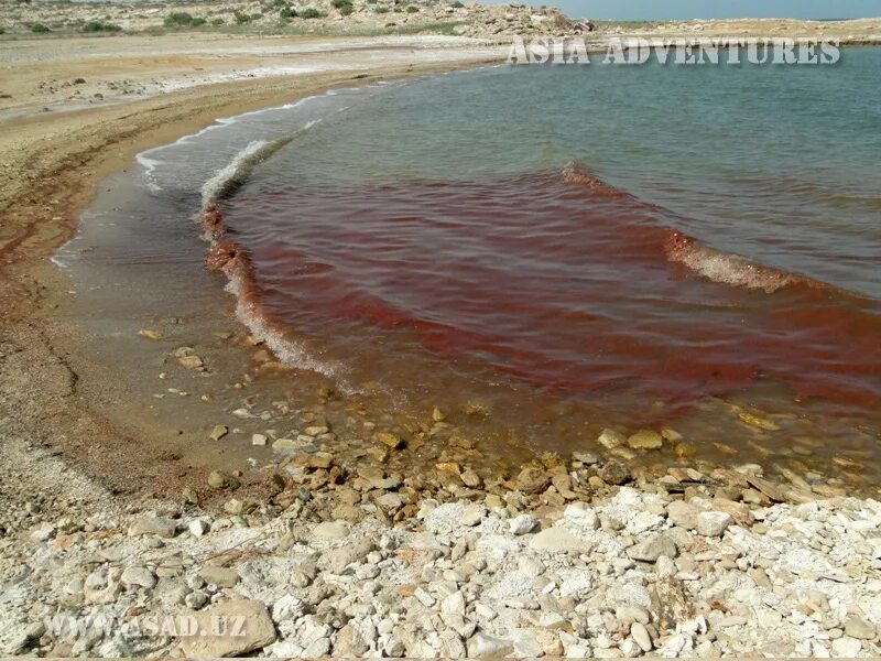 Озеро тудакуль узбекистан. Айдаркуль узбекистан. Узбекистан море. Пляж на аральском море. Рассвет аральское море узбекистан.