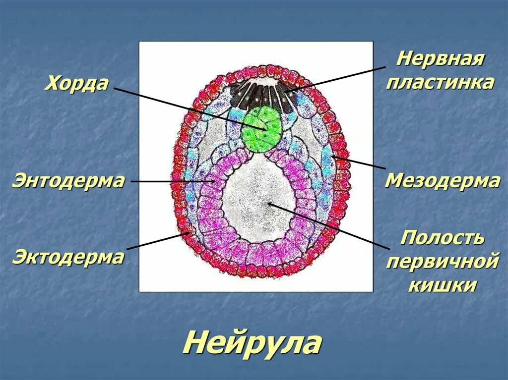 Спинной мозг из эктодермы. Нейрула эктодерма мезодерма энтодерма. Нейрула зародышевые листки. Строение зародышевого листка нейрула. Нейрула строение.