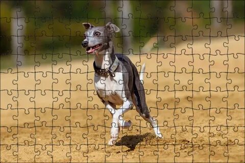 Greyhound dog