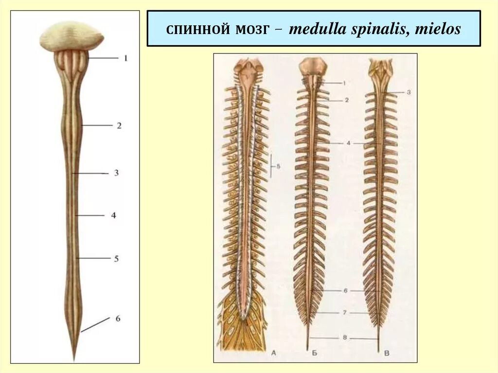 Спинной мозг анатомия. Медулла Спиналис. Спинной мозг Medulla spinalis. Нервная система спинной мозг анатомия.