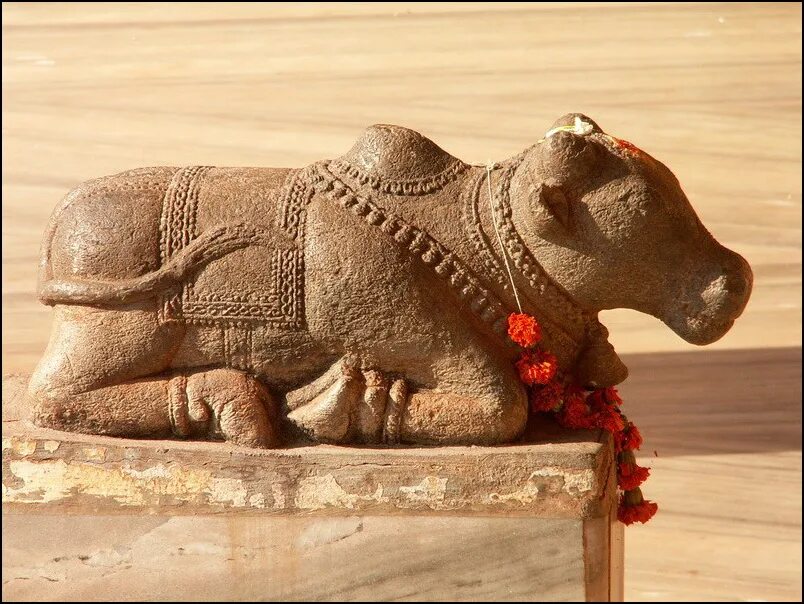 культ коровы в индии. священные животные стран.