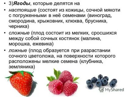 Значение ягод в жизни человека