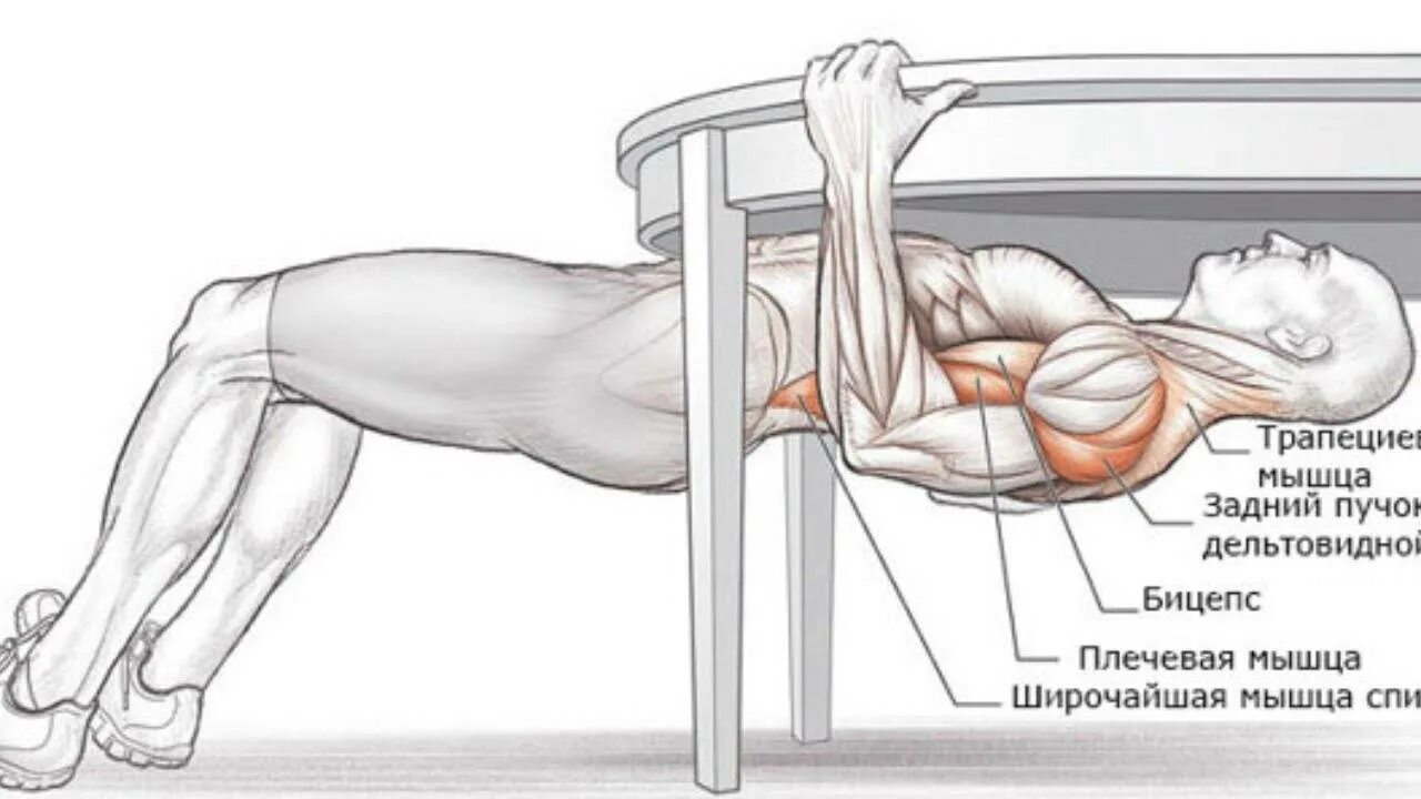 Австралийские подтягивания мышцы. Подтягивания анатомия мышц. Австралийские подтягивания какие мышцы задействованы. Горизонтальные подтягивания мышцы.