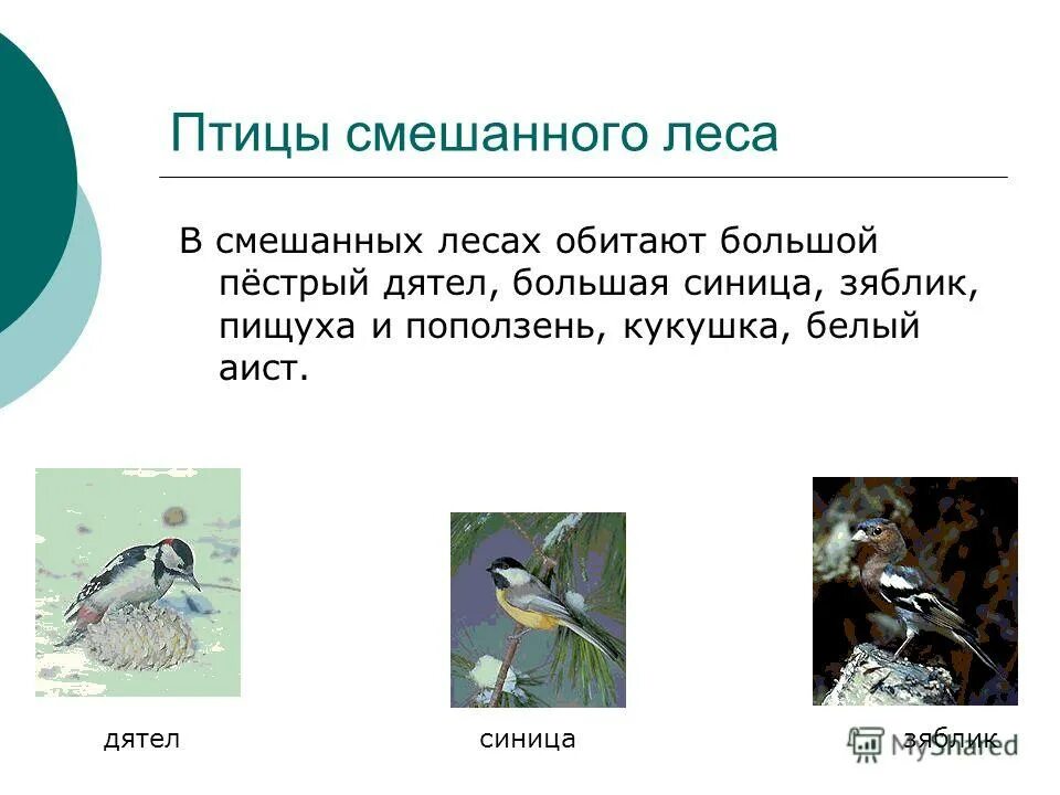 птицы соснового леса. птицы летом. почему птицы в лесу. птицы в лесу. хохлатый красношапочный дятел.